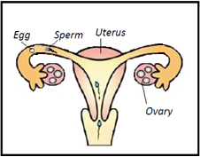 Female reproductive system and sperm before steralisation or tubal ligation