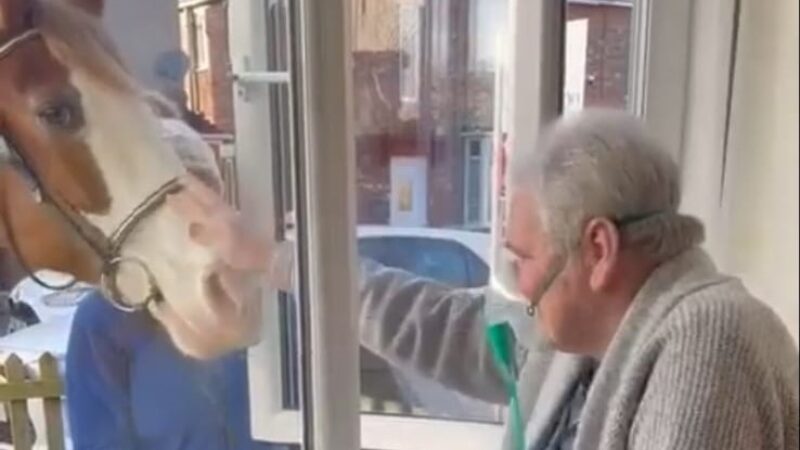 Terry strokes the horse through his window.