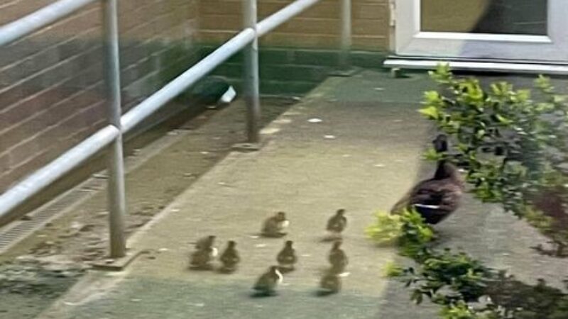 A duck and ducklings stand on a path.
